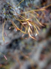 Grimmia pulvinata