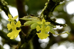 Erycina pumilio