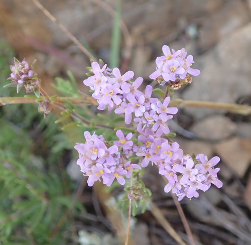 Drakensberg Bitterbush (Selago galpinii)