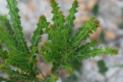 Acacia littorea