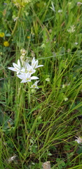 Ornithogalum narbonense