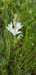 Ornithogalum narbonense