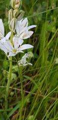 Ornithogalum narbonense