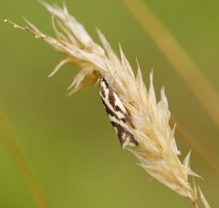 Epithymema incomposita