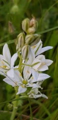 Ornithogalum narbonense