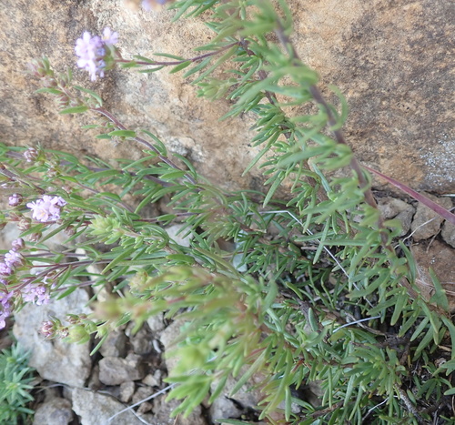 Image of Selago galpinii by no rights reserved