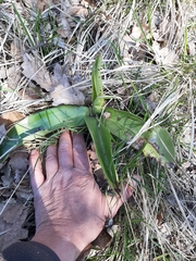 Himantoglossum robertianum