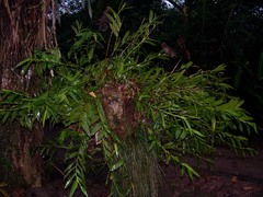 Epidendrum criniferum