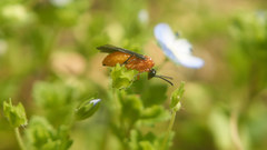 Athalia proxima
