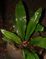 Sarcoglottis acaulis