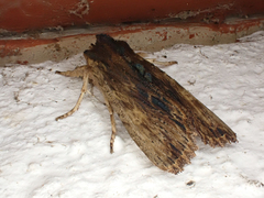 Lithophane semibrunnea