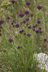 Allium barsczewskii
