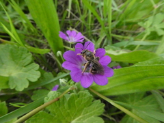 Lasioglossum