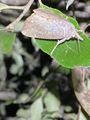 Hypocala guttiventris