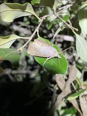 Hypocala guttiventris