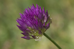 Allium barsczewskii