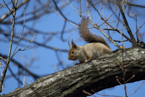 Japanese Squirrel, 日本、〒036-8273 青森県弘前市西茂森, photo 8 of 10