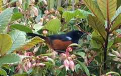 Diglossa gloriosissima