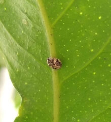 Psyllobora bicongregata