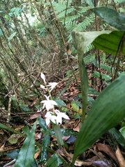 Calanthe aristulifera