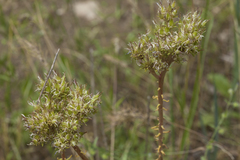 Pseudosedum longidentatum