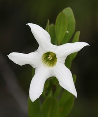 Anthocercis viscosa viscosa