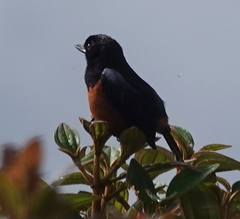 Diglossa gloriosissima