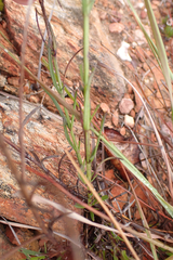 Chaenostoma subnudum