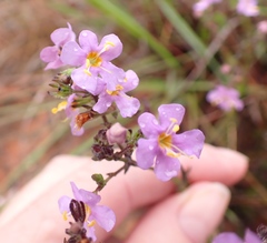 Chaenostoma subnudum