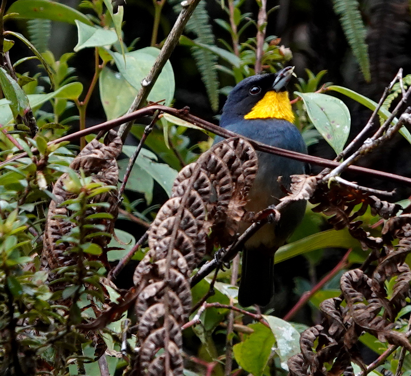 Purplish-mantled Tanager illustration