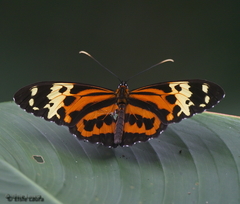 Tithorea harmonia caissara