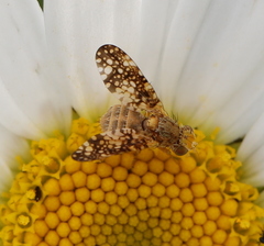 Oxyna flavipennis
