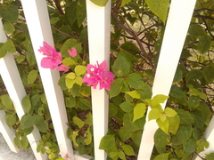 Bougainvillea