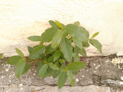 Ficus benghalensis