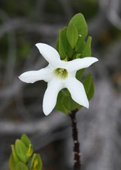 Anthocercis viscosa viscosa