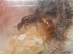 Solenopsis