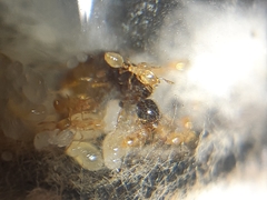 Solenopsis