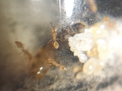 Solenopsis