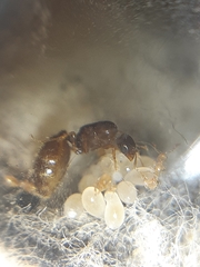 Solenopsis