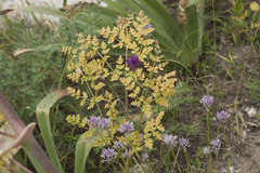 Ferula kirialovii