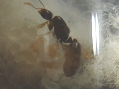 Solenopsis