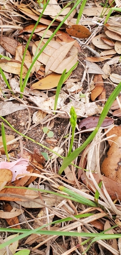 Image of Calopogon oklahomensis by (c) Ayla, some rights reserved (CC BY)
