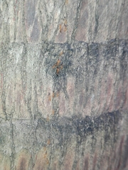 Trichomyrmex destructor