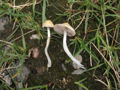 Stropharia pseudocyanea