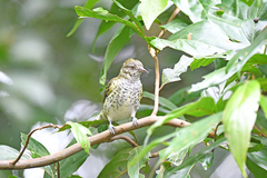 Oxyruncus cristatus