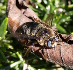 Xylocopa cantabrita