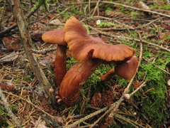 Cortinarius rubellus