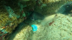 Rypticus saponaceus