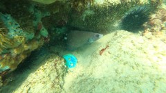 Rypticus saponaceus