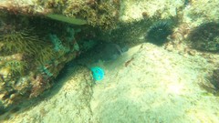 Rypticus saponaceus